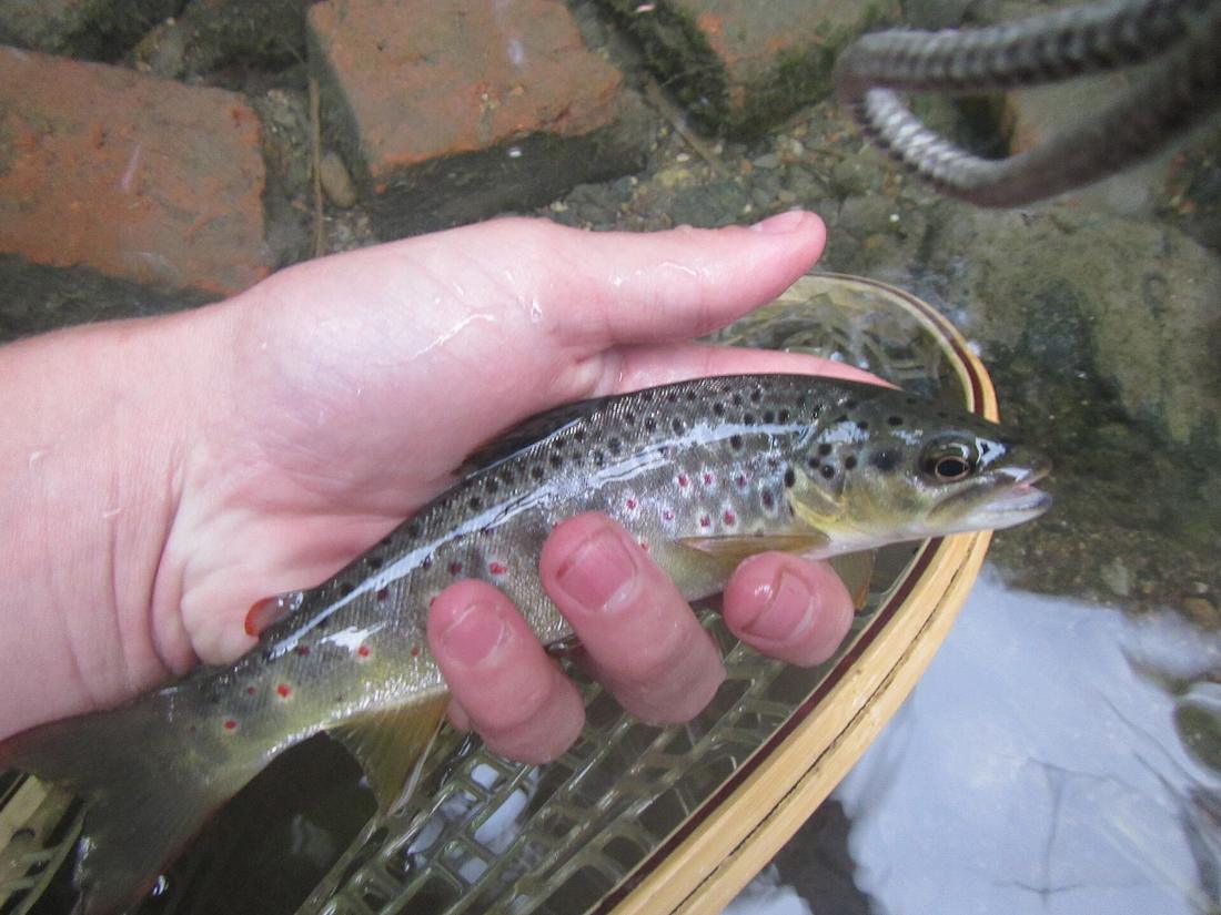 Mountain Creek (Yellow Breeches Creek tributary)